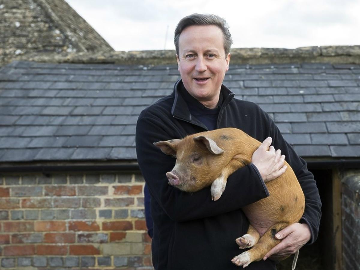 Premier Wielkiej Brytanii David Cameron ze świnią na rękach