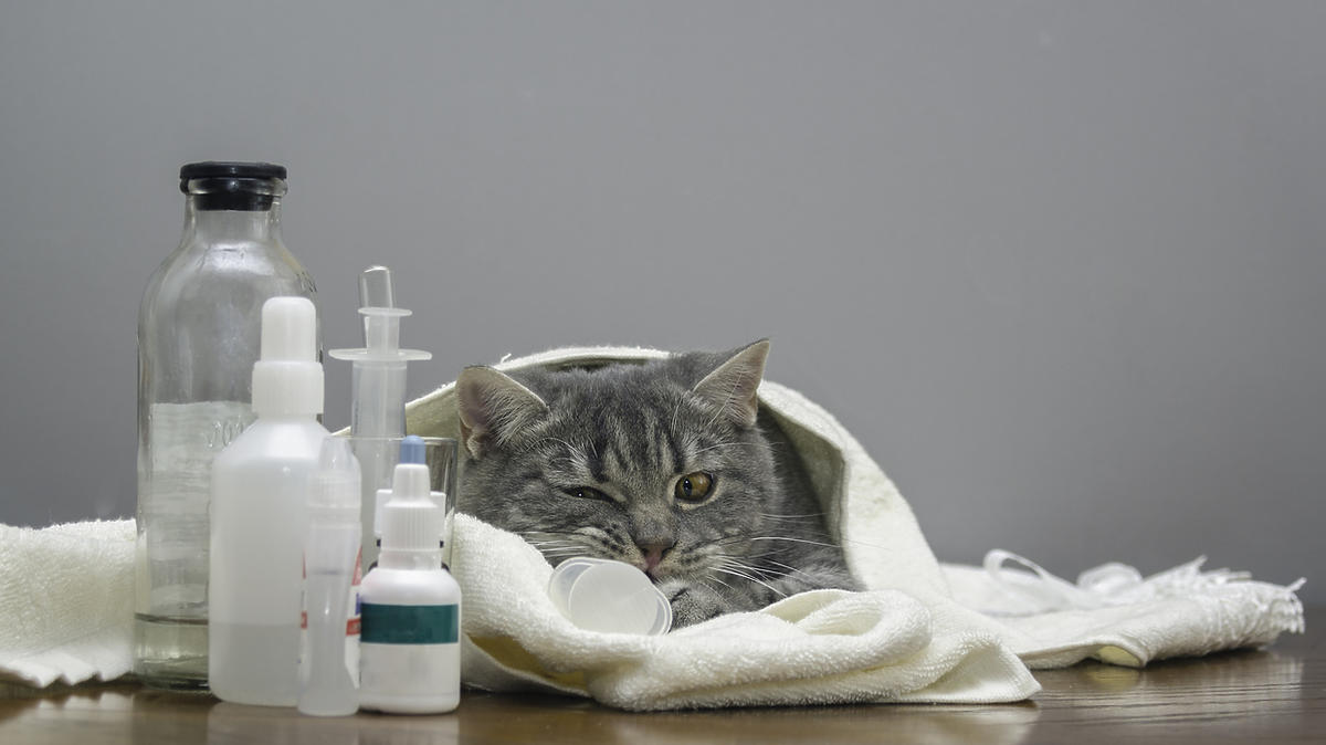Przyczyny Objawy I Leczenie Wścieklizny U Kotów 8489