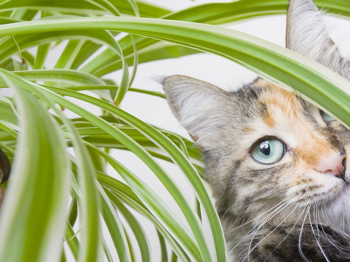 akie rośliny doniczkowe są bezpieczne dla kotów?