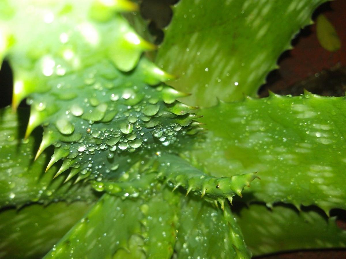 aloes