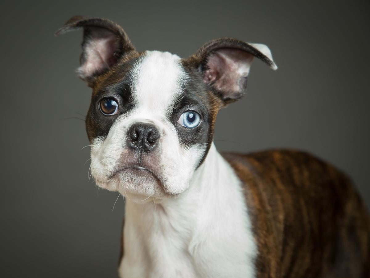 Boston terrier – charakterystyka rasy