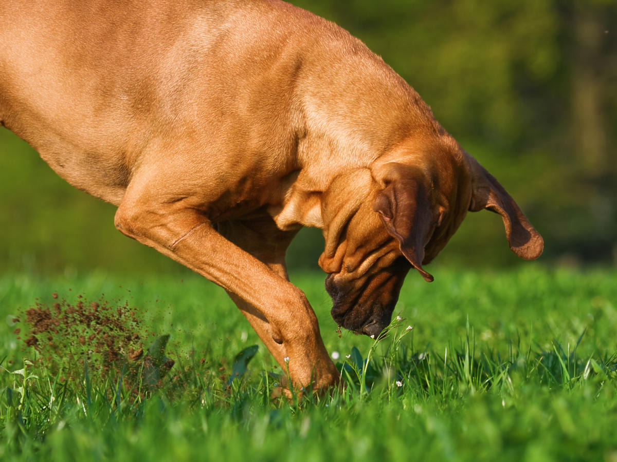 Brązowy pies kopie dołek w trawniku. 