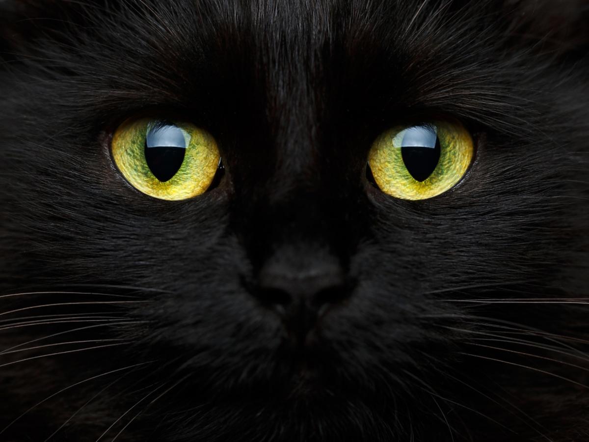 Czarny kot z zielonymi oczami