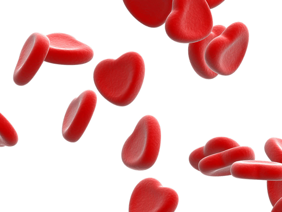 Czerwone krwinki w organizmie człowieka