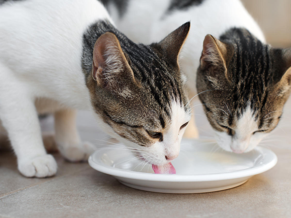 Dwa koty jedzą karmę z misek.