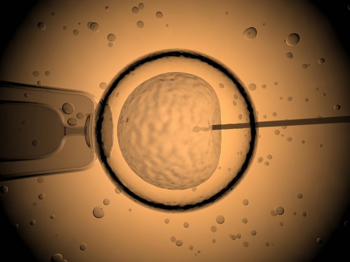 Inseminacja pod mikroskopem