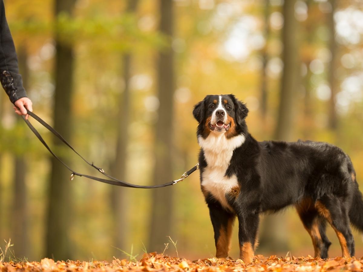 Jesienny spacer z psem