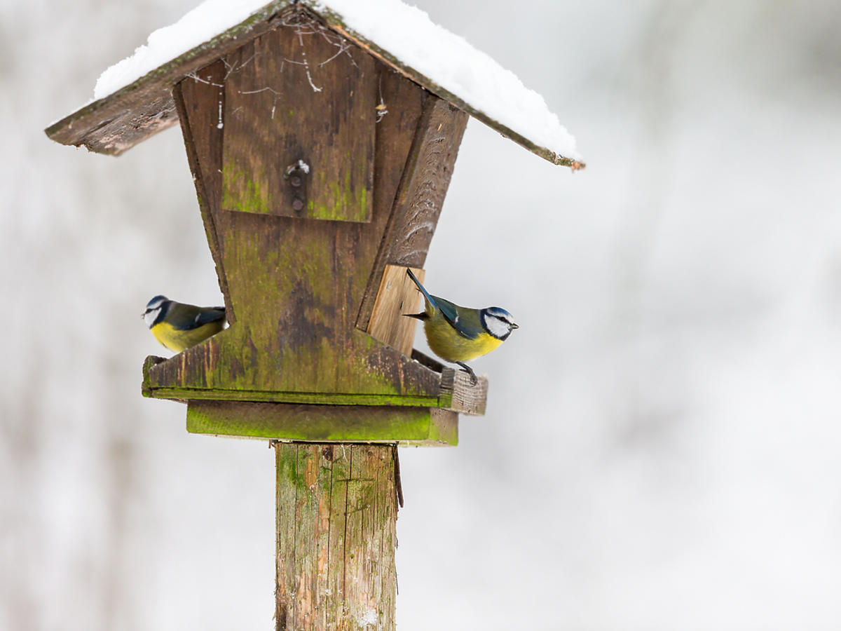 karmnik dla ptaków zimą