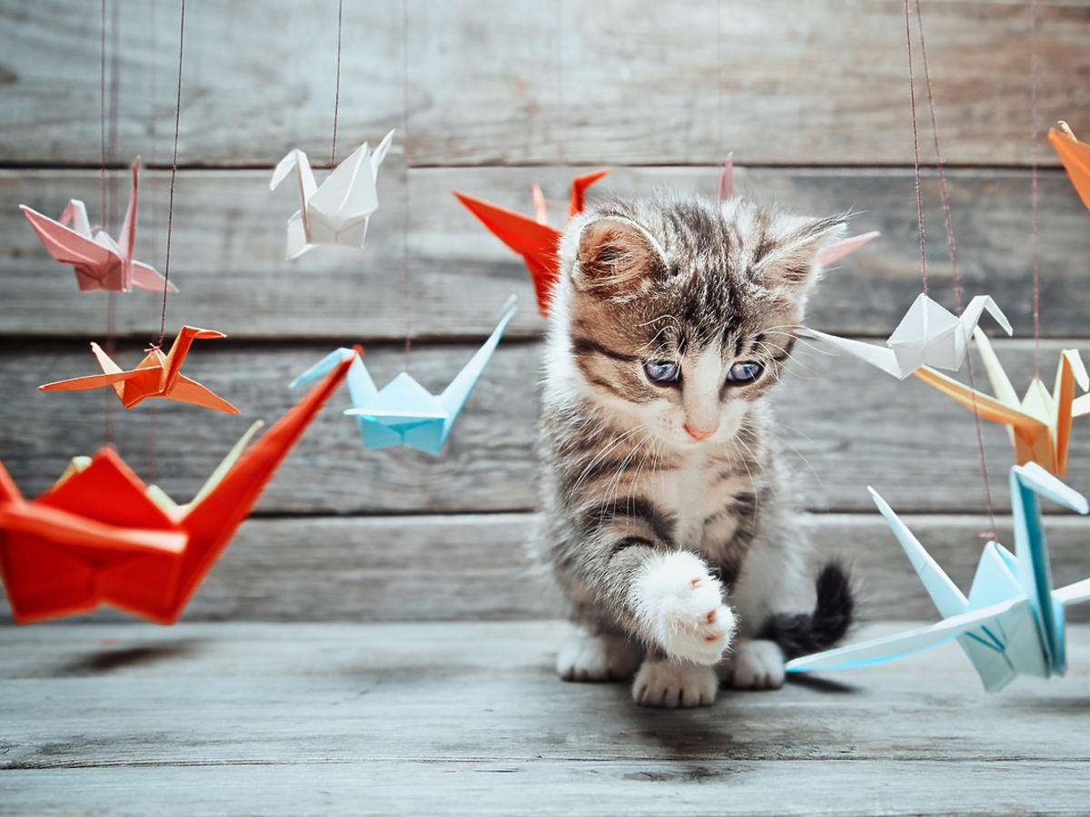 Kot bawi się zabawkami zrobionymi z papieru