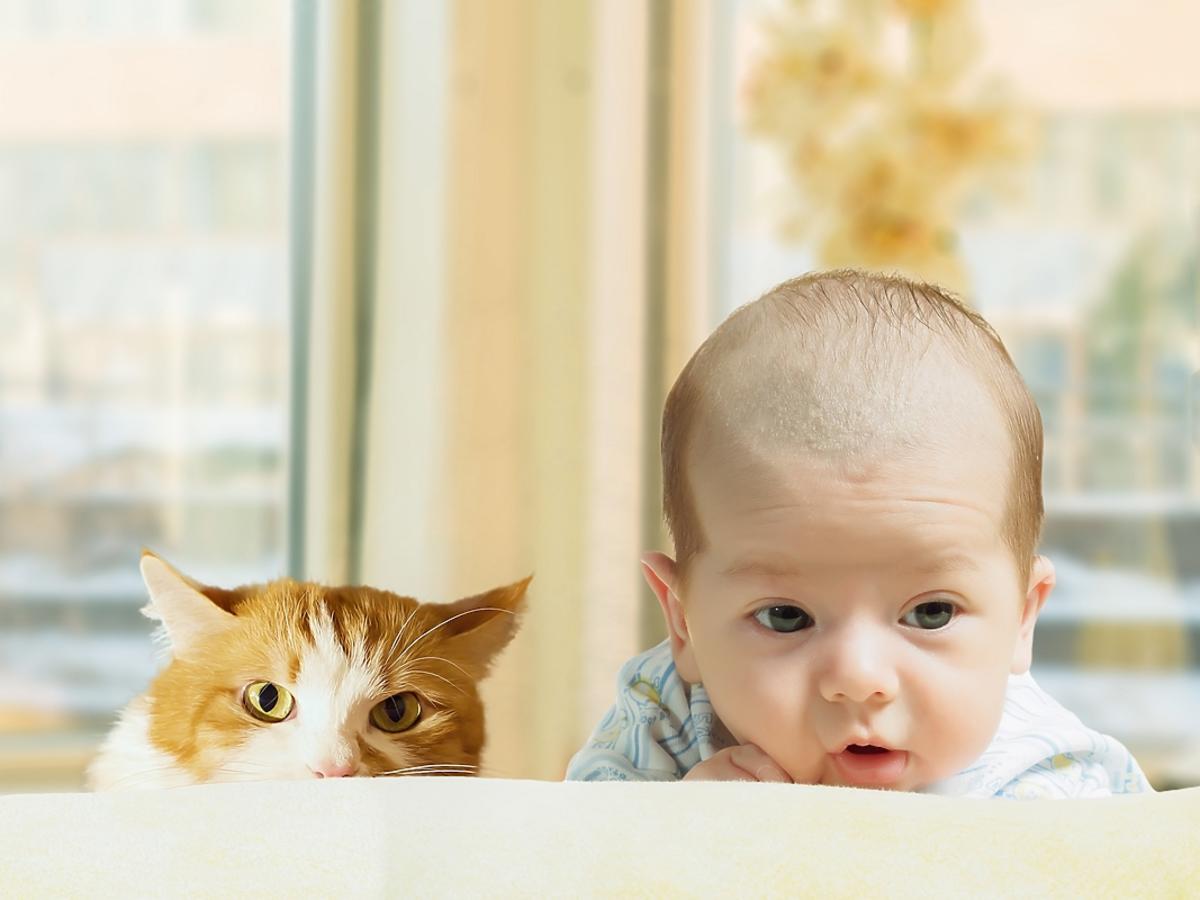 Kot i niemowlę - jak bezpiecznie je ze sobą poznać i na co zwrócić uwagę