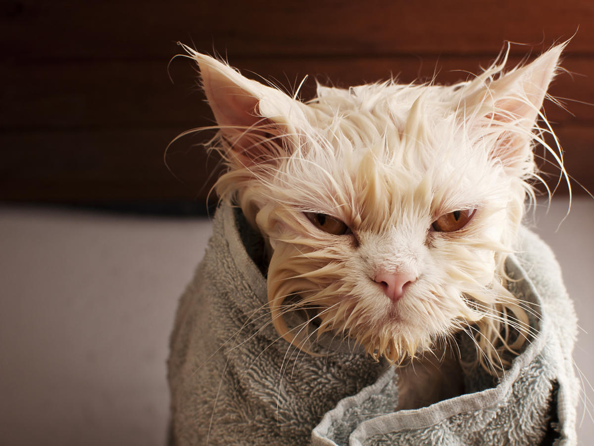 Kot owinięty w ręcznik, świeżo po kąpieli