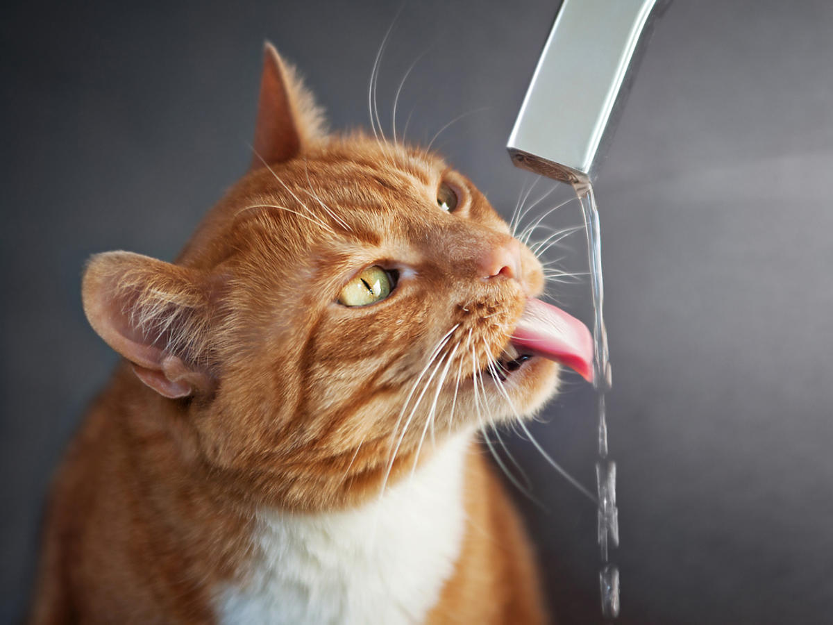 Kot pije wodę.