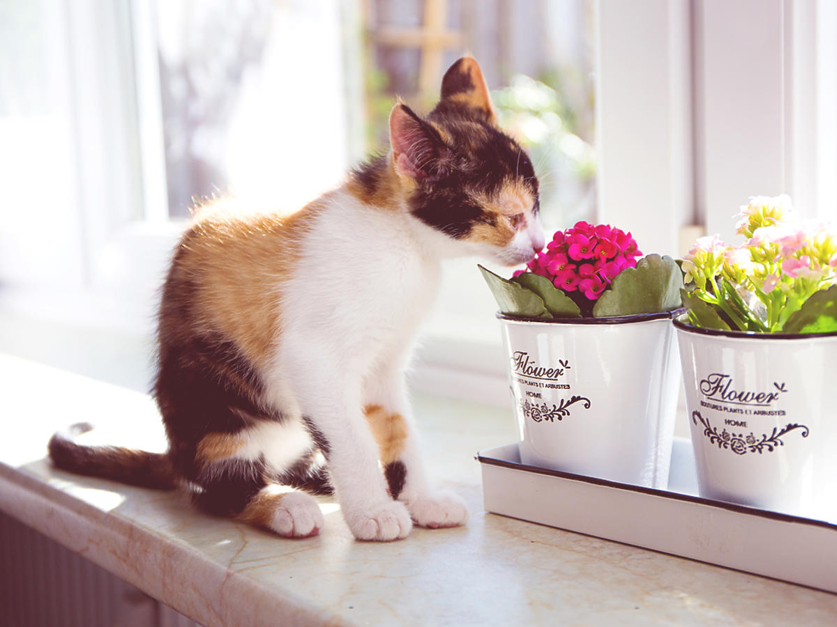 Kot siedzi na parapecie i wącha kwiatki doniczkowe 