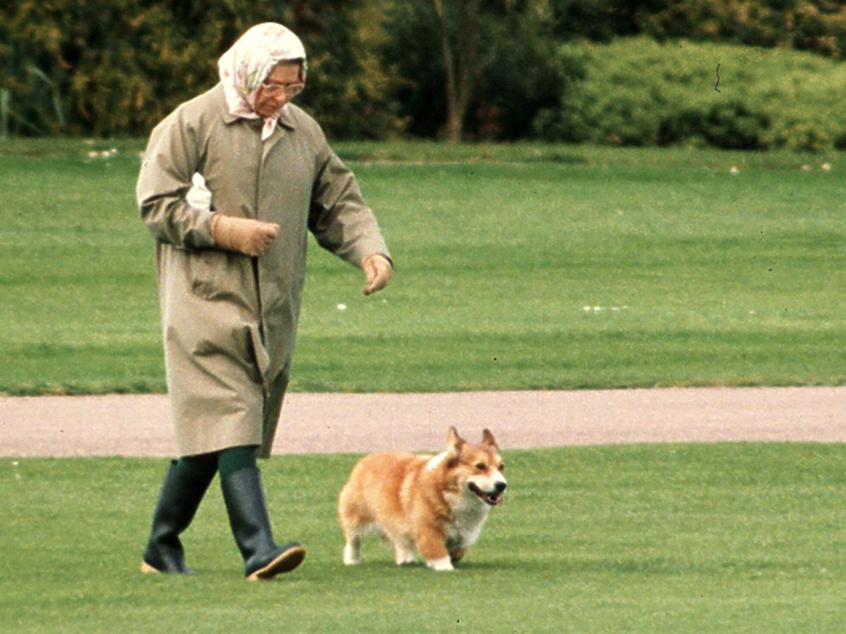 Królowa Elżbieta II z psem rasy corgi