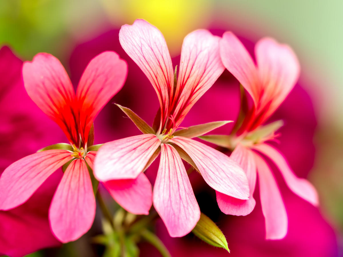 kwiaty pelargonii afrykańskiej