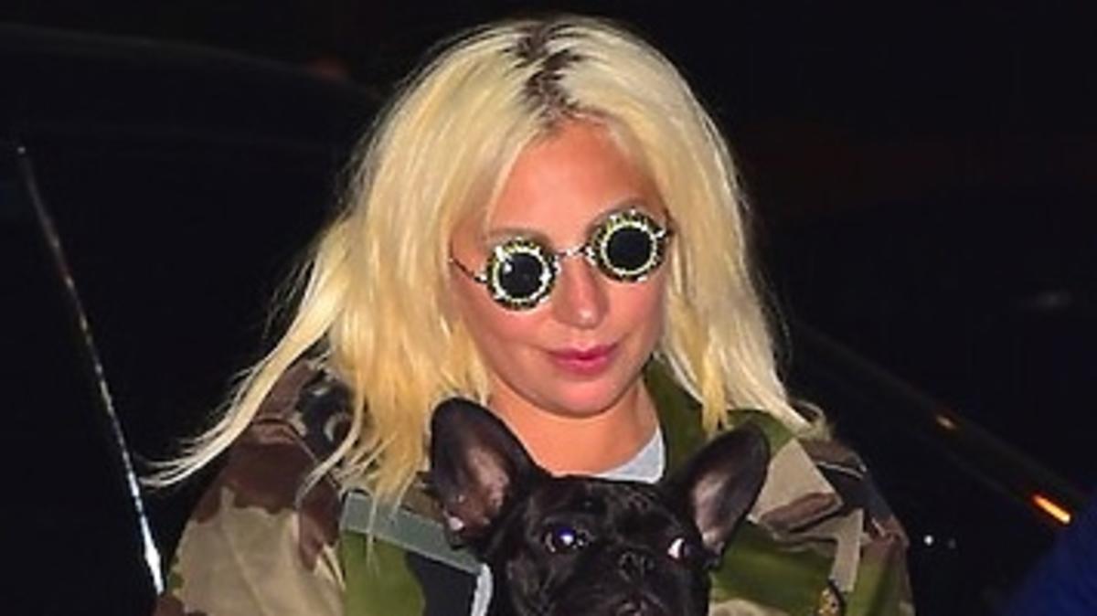 Pies Lady Gagi jest gwiazdą Ale słodziak! ZDJĘCIA