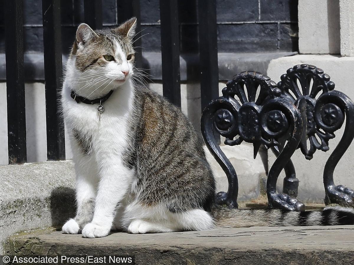 Larry, kot premier Wielkiej Brytanii z 10 Downing Street