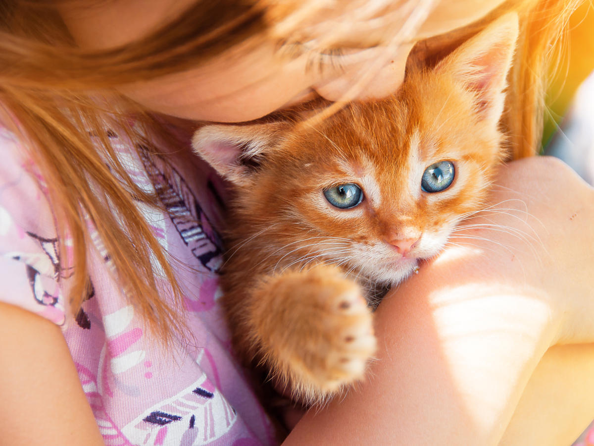 Mała dziewczynka przytula do siebie rudego kotka.