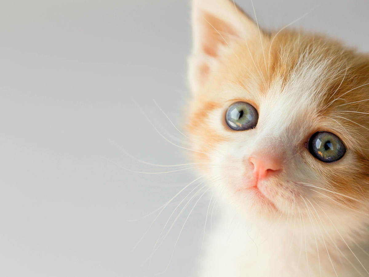 Mały kotek o rudej sierści parzy się w obiektyw aparatu