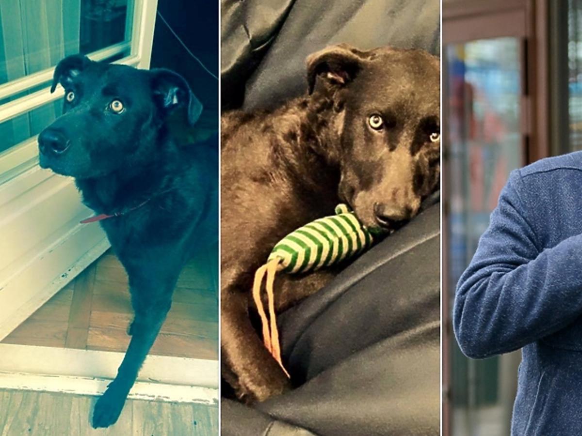 Marcin Dorociński szuka psa swojej agentki - na zdjęciu pies