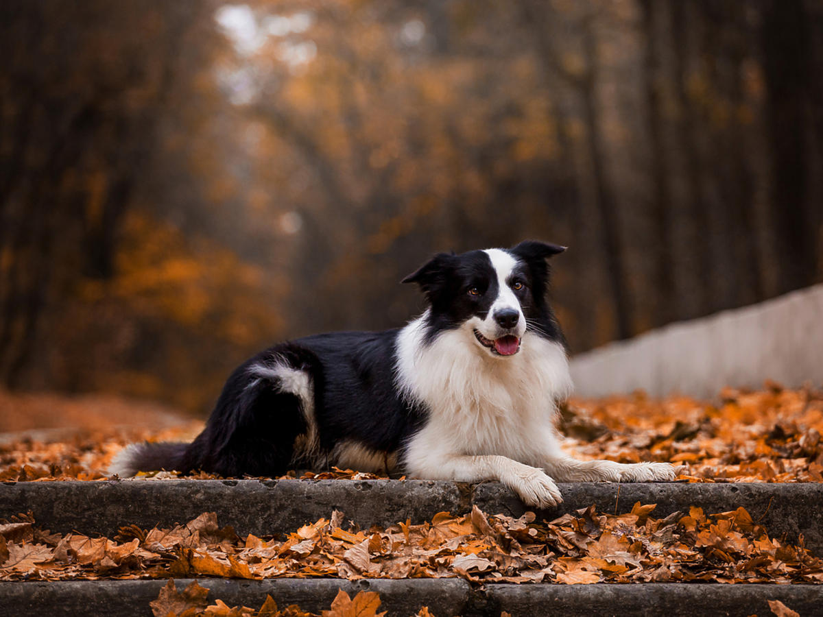 pies leżący na liściach na schodach