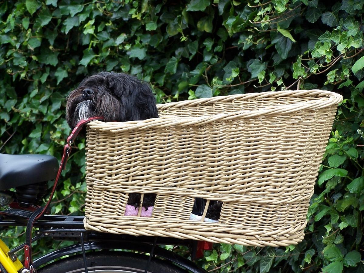 Pies na rowerze, czyli jak bezpiecznie przewozić pupila