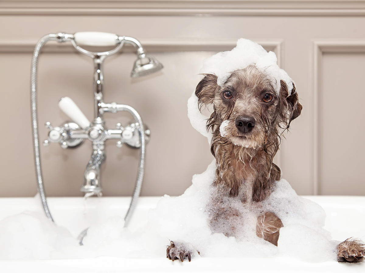 Pies podczas kąpieli w wannie. 