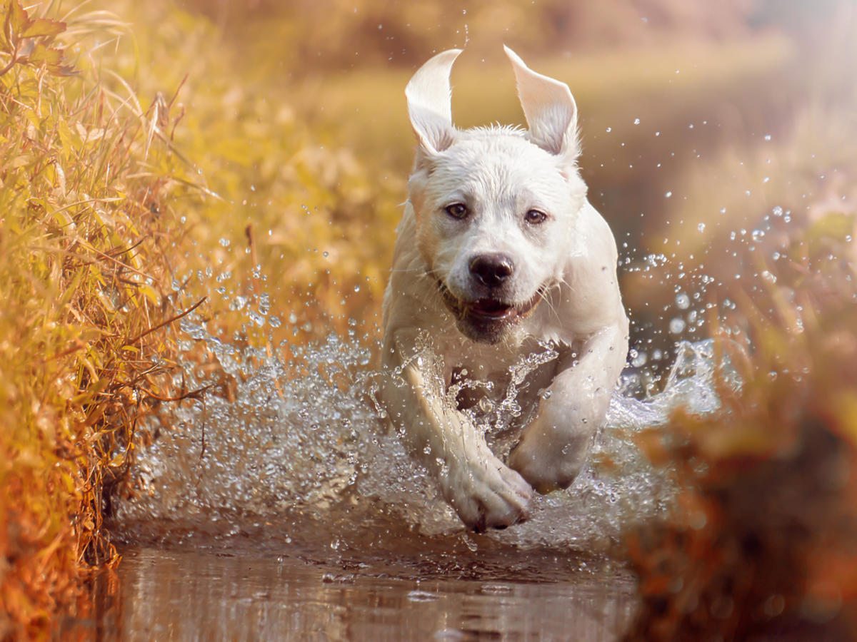 Pies rasy labrador biegnie po wodzie.