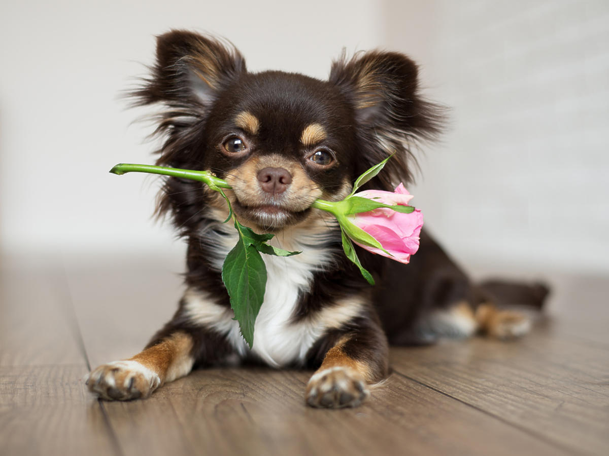 Pies z kwiatkiem w pysku 