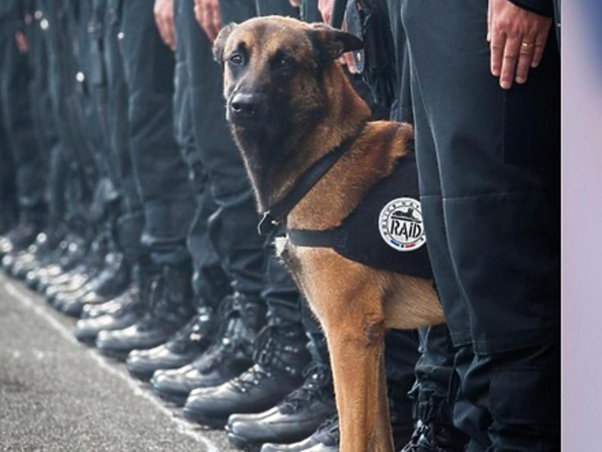 pies zginął w antyterrorystycznej operacji we Francji