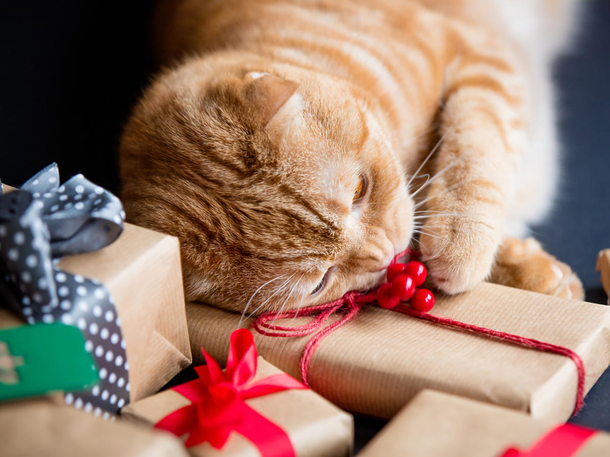 Rudy kot leży na świątecznych prezentach