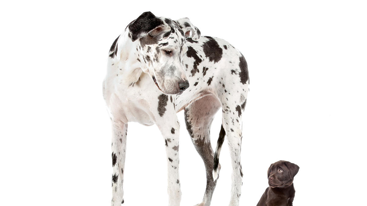 Najpopularniejsze duże psy - rasy i charakterystyka