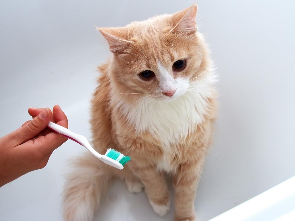 Zęby kota – jak o nie zadbać?